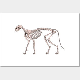 Cat Skeleton Natural Posters and Art